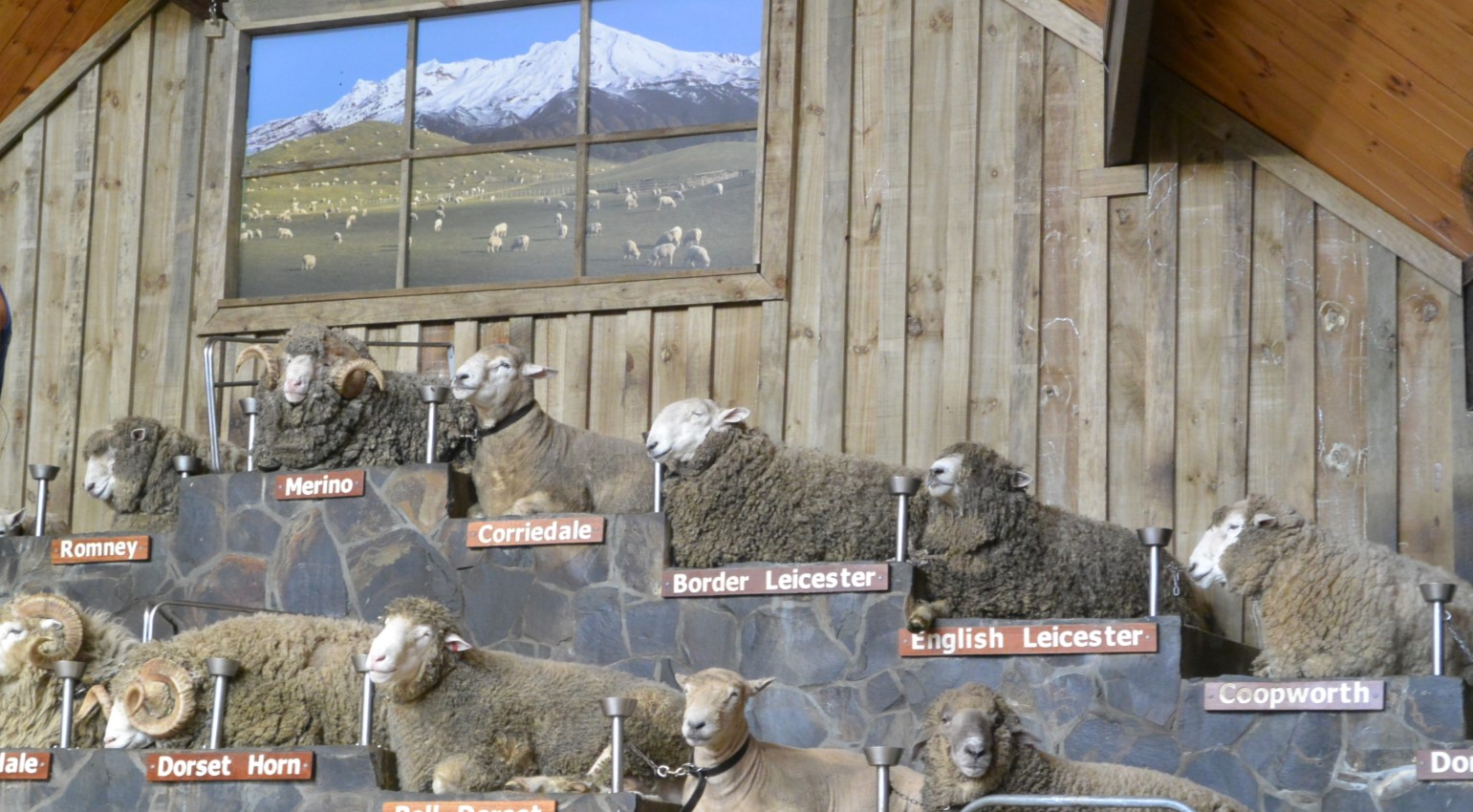 New Zealand Adventure