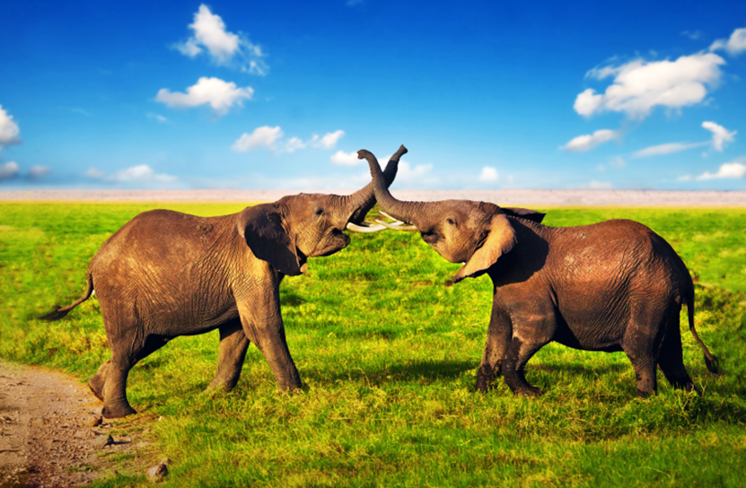 12 Days - Kenya and South Africa