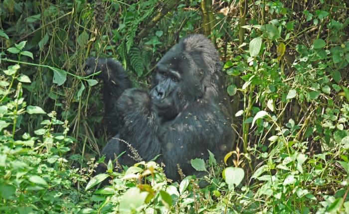 A Walk With Giants – Gorilla Trekking in Uganda