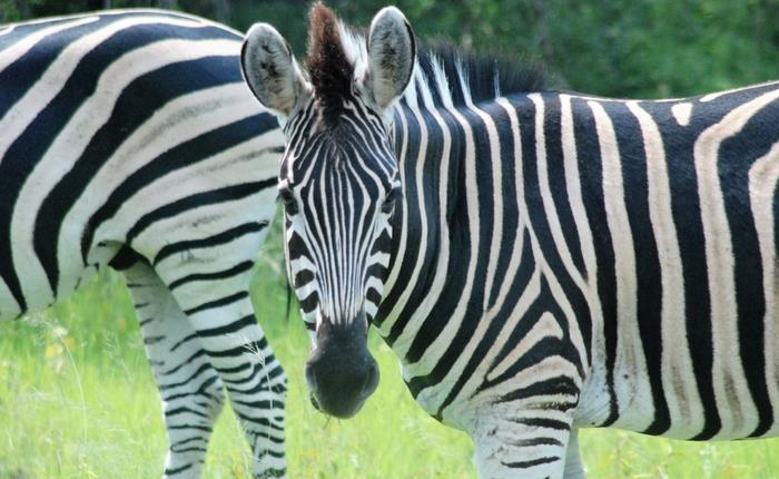Why one visit to Africa is not enough?