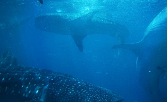 How I felt while I was swimming with Whale Sharks in Philippines?