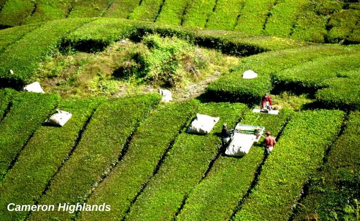 Why Malaysia wont disappointed you any time of the year!