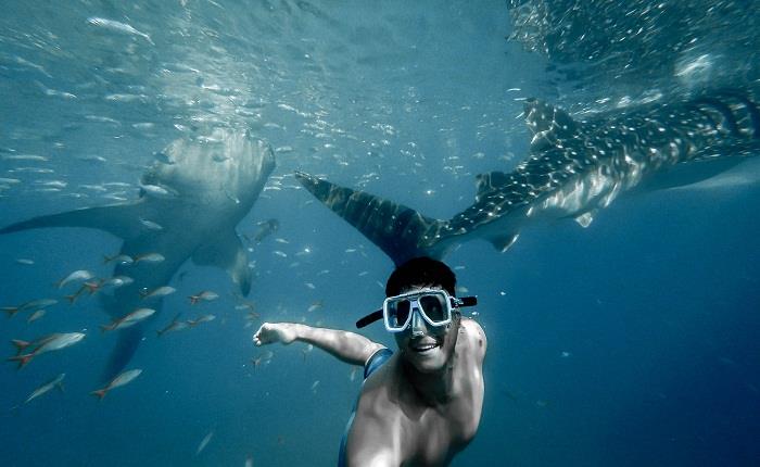How I felt while I was swimming with Whale Sharks in Philippines?