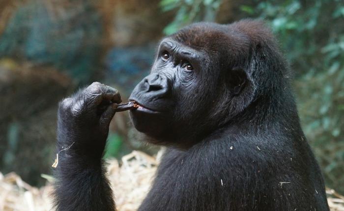 A Walk With Giants – Gorilla Trekking in Uganda