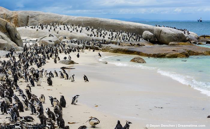 The Ultimate Travel Guide To South Africa