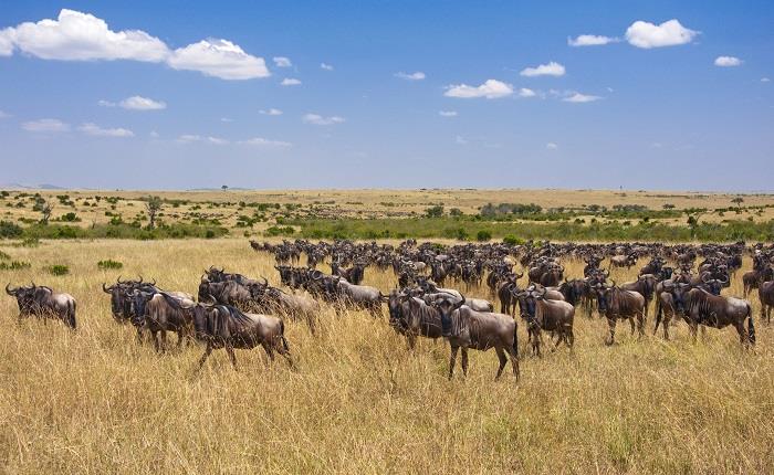 Kenya Safari – The Masai Mara