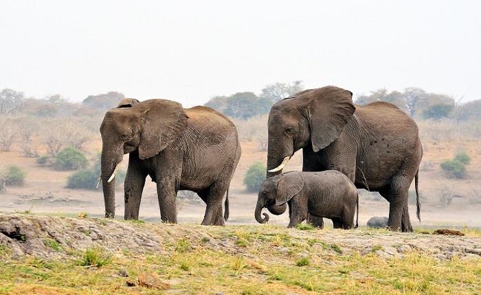 The magnificent 7 of Botswana