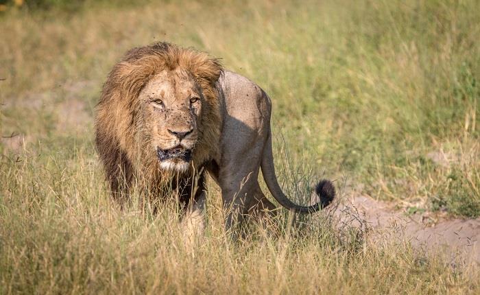 The magnificent 7 of Botswana