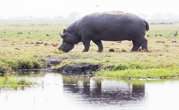The magnificent 7 of Botswana