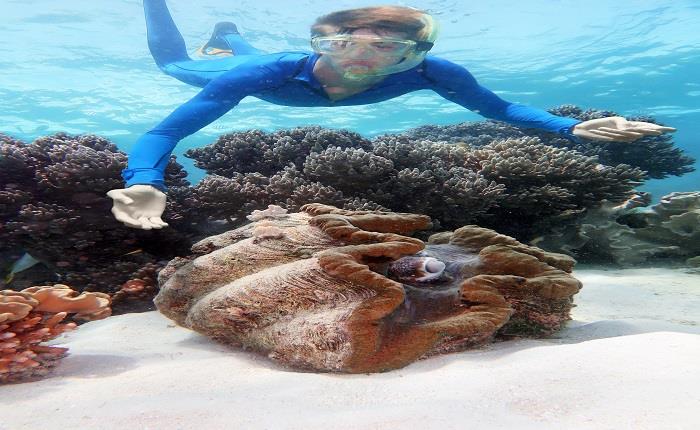 How To experience The Great Barrier Reef