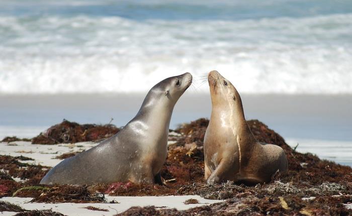 Best of Kangaroo Island, South Australia