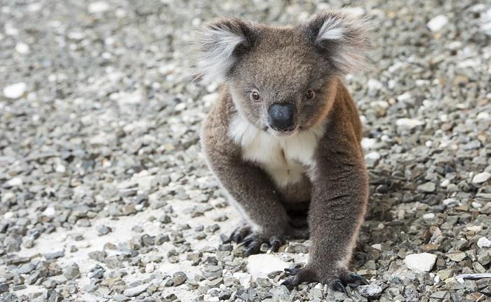 Best of Kangaroo Island, South Australia