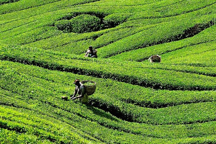 5 things to do in Cameron Highlands Malaysia