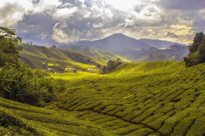 5 things to do in Cameron Highlands Malaysia