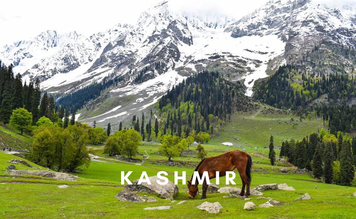 Kashmir Kool - India