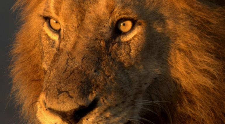 South Africa, KNP and VF