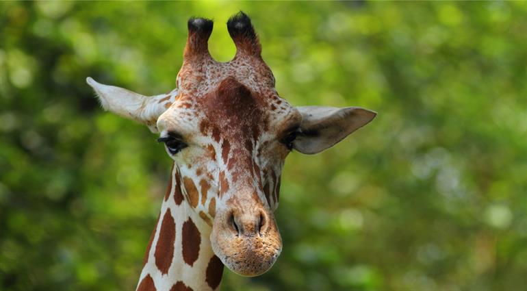 Kenya and South Africa