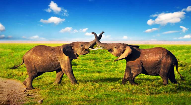 12 Days - Kenya and South Africa